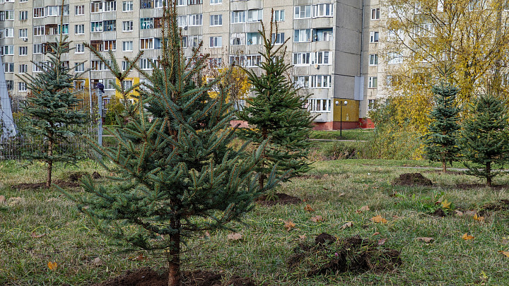 В микрорайоне Доброе города Владимира высадили 70 деревьев и одну рождественскую ель