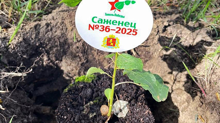 Во Владимирской области посадили 20 саженцев-клонов легендарного тополя, пережившего Сталинградскую битву
