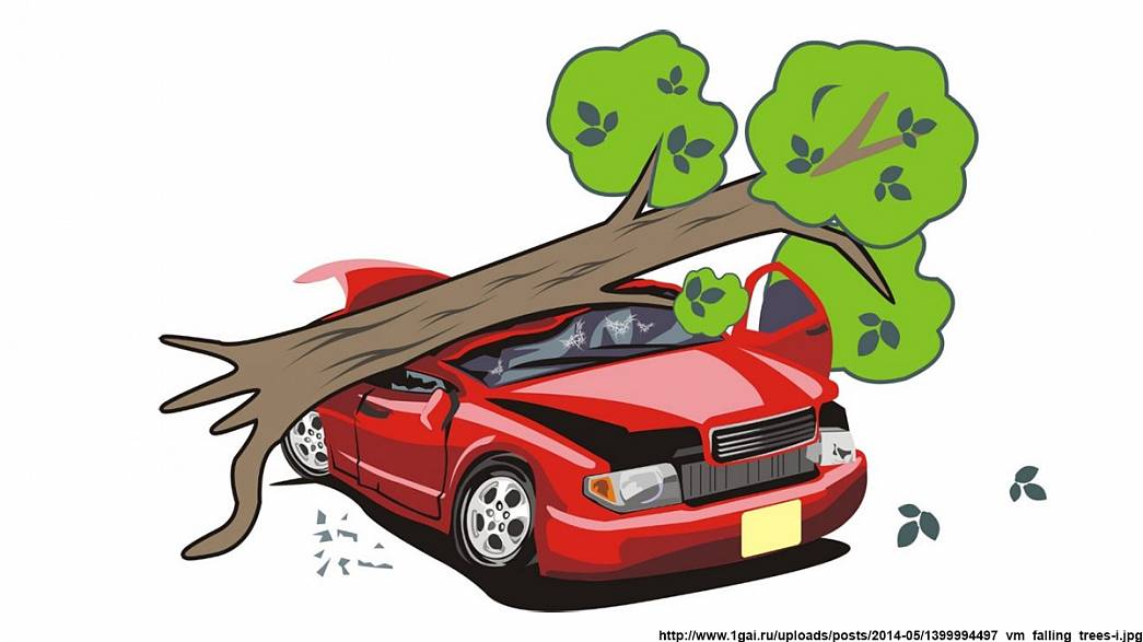 Владимирец получит компенсацию за упавшее на машину дерево: как отсудить у муниципалитета крупную сумму