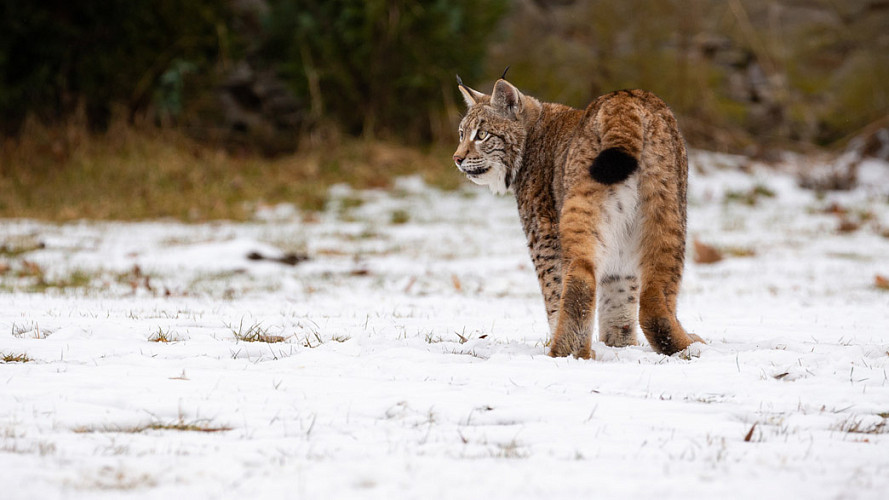 Рысь вальяжно прогулялась по центру населенного пункта
