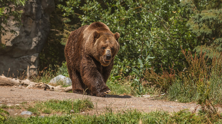 В вязниковских лесах ходит медведица с медвежонком