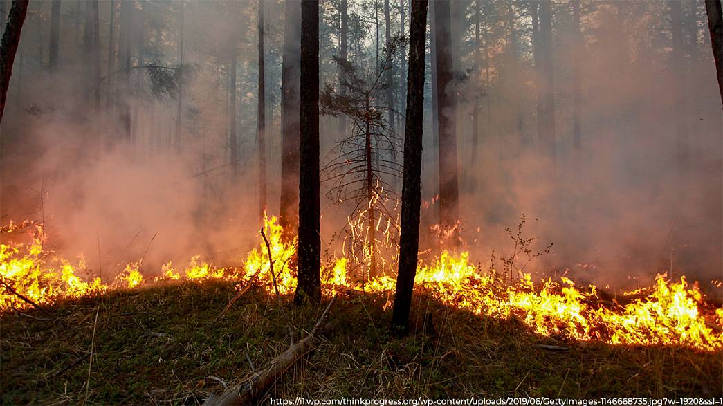В 2019 году площадь лесных пожаров в пожароопасный сезон сократилась в 5 раз по сравнению с предыдущим годом