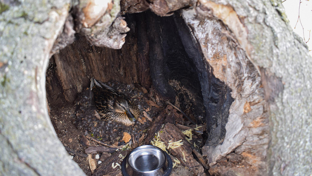 Утка устроила гнездо и высиживает яйца в дупле дерева в сквере имени Пушкина в центре Владимира