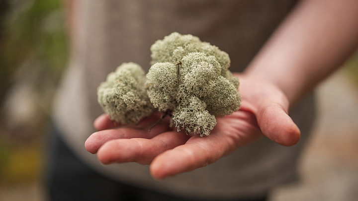 Силовики разыскивают незаконных заготовителей ягеля в природном заказнике