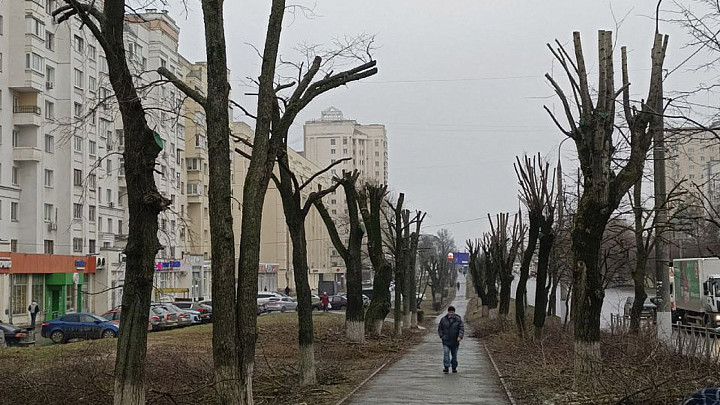 Владимирцы вновь недовольны тем, что из деревьев делают дубинки и пеньки