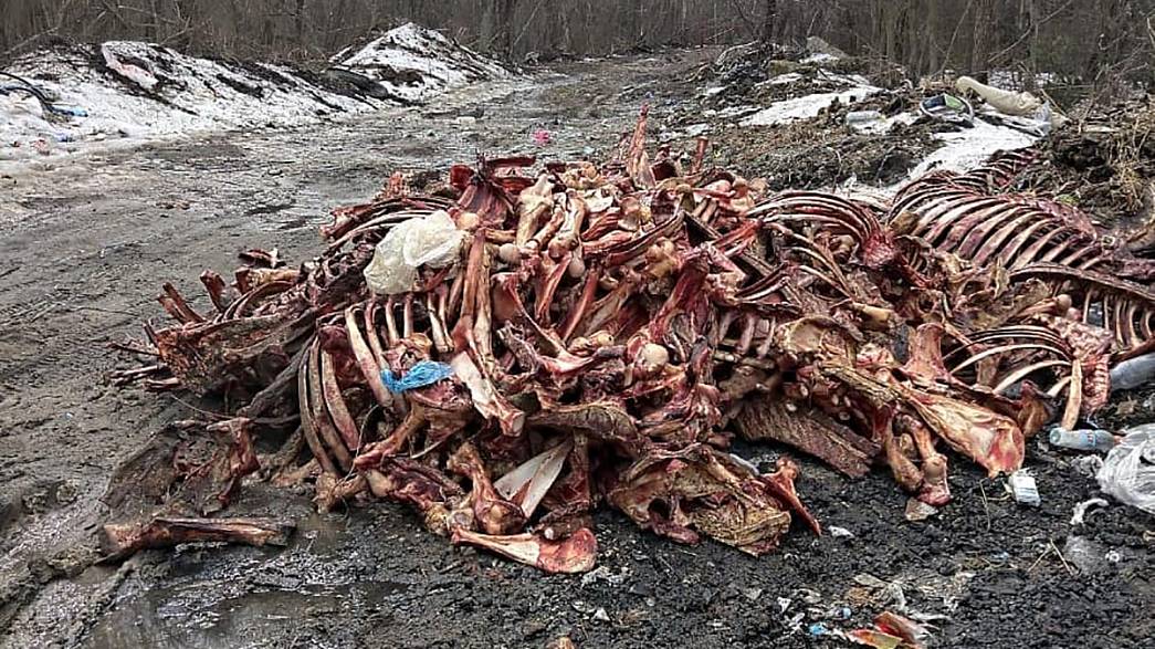 В Петушинском районе обнаружили свалку костей. И это не первый случай незаконного складирования останков животных
