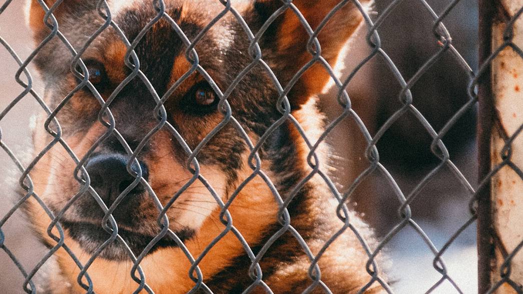 ЗакСобрание предлагает увеличить средства на отлов и содержание бездомных животных