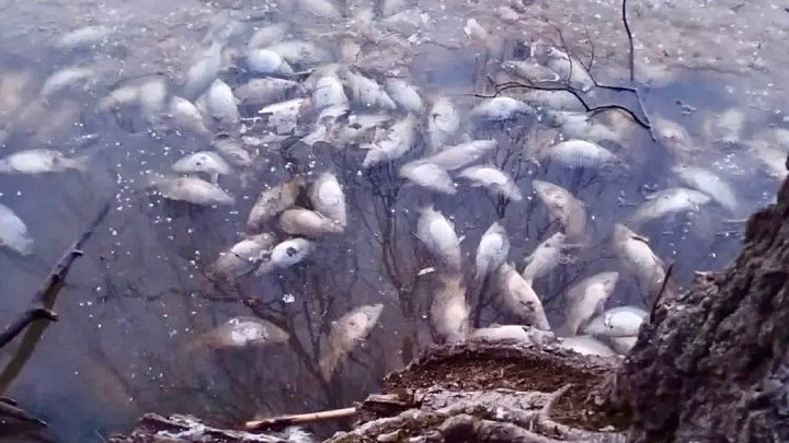 Угрожает ли водохранилищу дохлая рыба, которую жители обнаружили подо льдом?