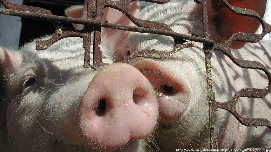 Во Владимире, Костерёво и Пекше уничтожат поголовье свиней