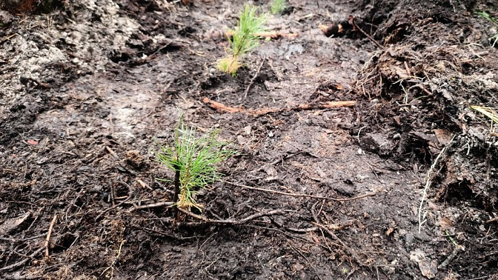 Во Владимирской области до конца 2025 года планируют довести площадь лесовосстановления до 6 тысяч гектаров