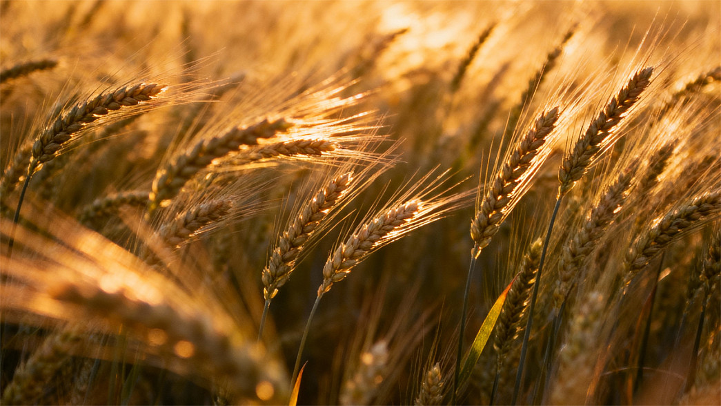 Власть настаивает на достижении владимирскими аграриями выдающихся результатов