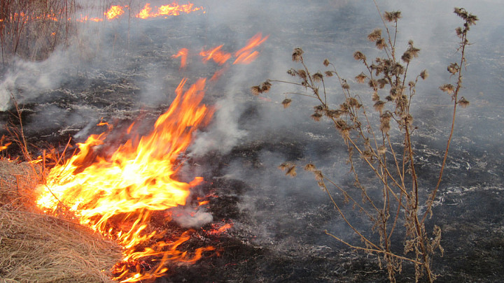 За палы сухостоя во Владимирской области оштрафовали уже 6 человек