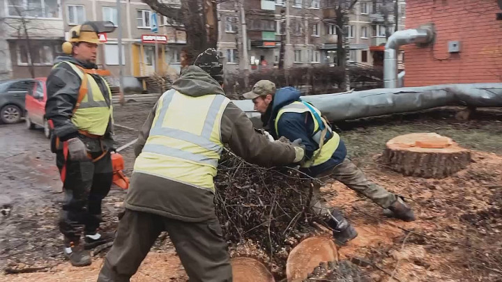 На проспекте Строителей города Владимира вырубят 100 больных деревьев