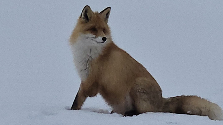 Владимирские рыбаки прикормили безногую лису