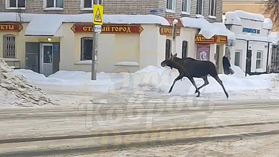 На улицы владимирских городов вышли лоси