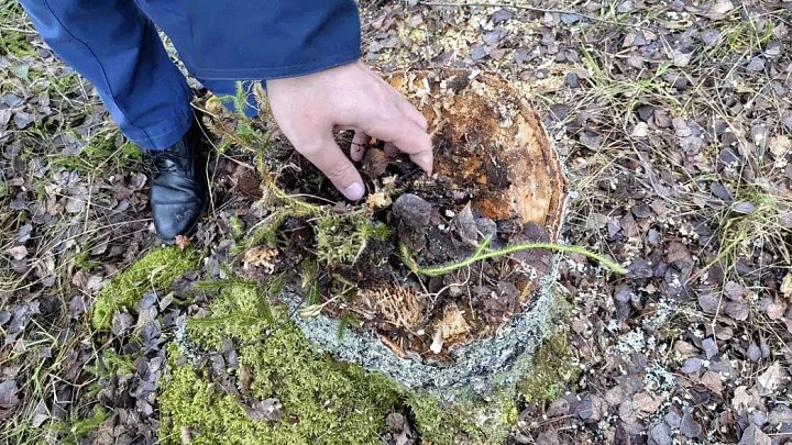 Силовики поймали браконьера, незаконно вырубавшего березы в судогодском лесу