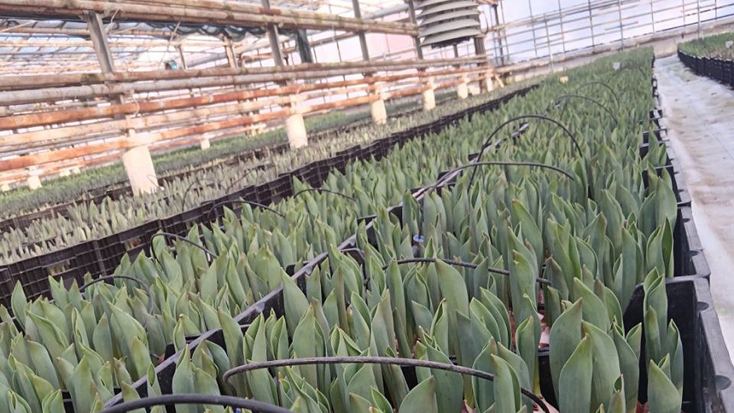 Первые владимирские тюльпаны — для влюбленных