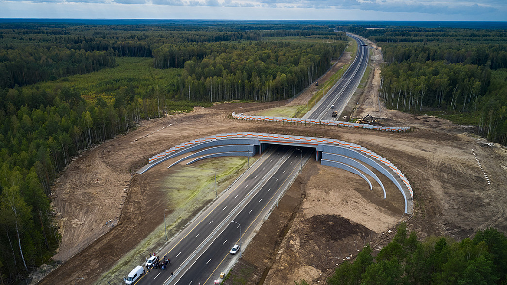 Первый во Владимирской области экодук над скоростной трассой открыт для прохода животных
