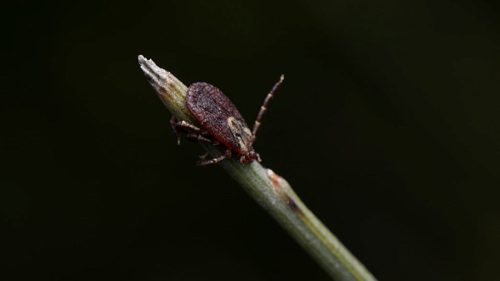 Во Владимирской области задокументировали первый в этом году случай укуса клеща