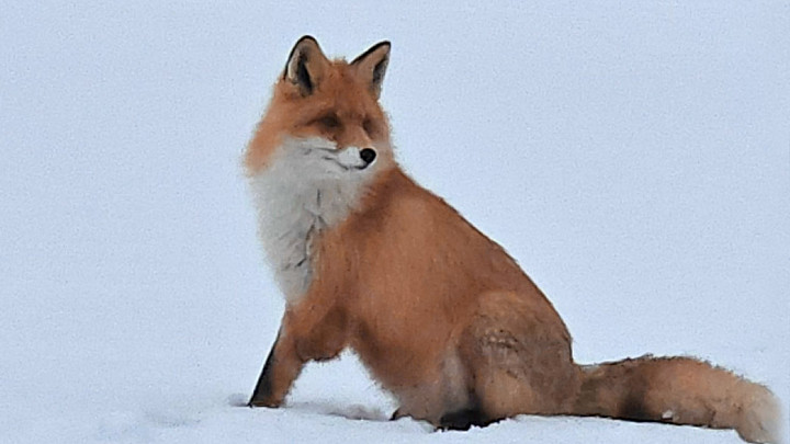 Владимирские рыбаки прикормили безногую лису