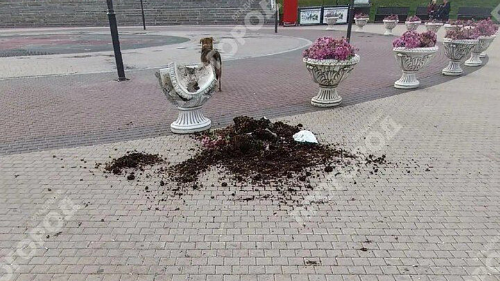 Полиция задержала вандала, уничтожившего вазон с хризантемами в центре Владимира