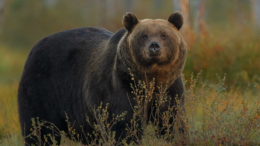 Владимирские медведи готовятся к зимней спячке