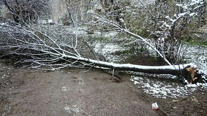 Во Владимире пилят упавшие деревья, а жители Александровского района сидят без света