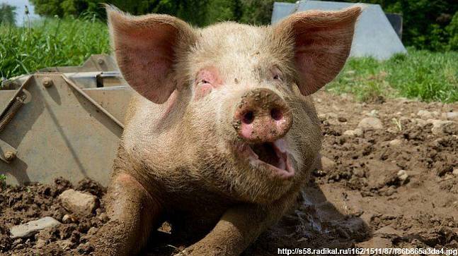 Свинокомплексы защитят от чумы свиней