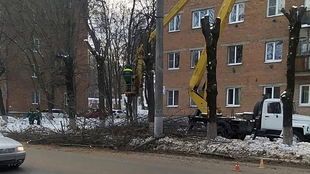 Кронировать деревья во Владимире решили и зимой