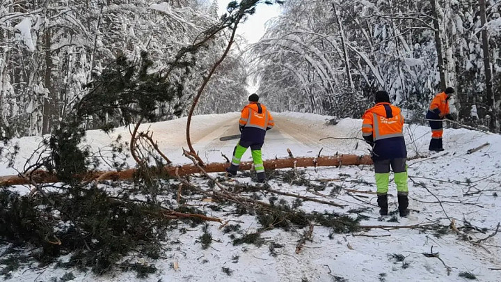 После гибели людей в ДТП активизировали уборку упавших на дорогу деревьев