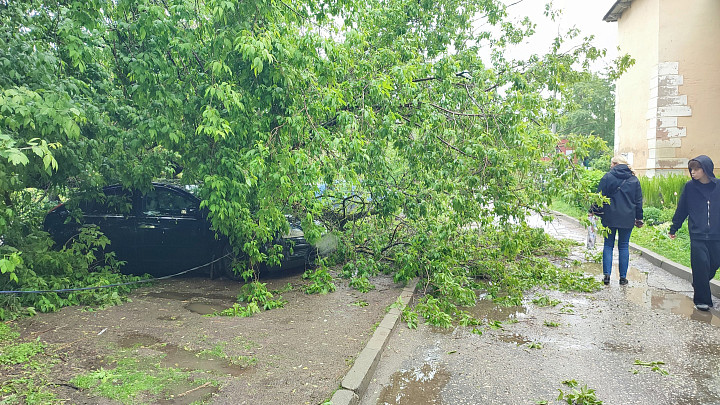 Во Владимире упавшее во время ливня дерево погребло под собой машину