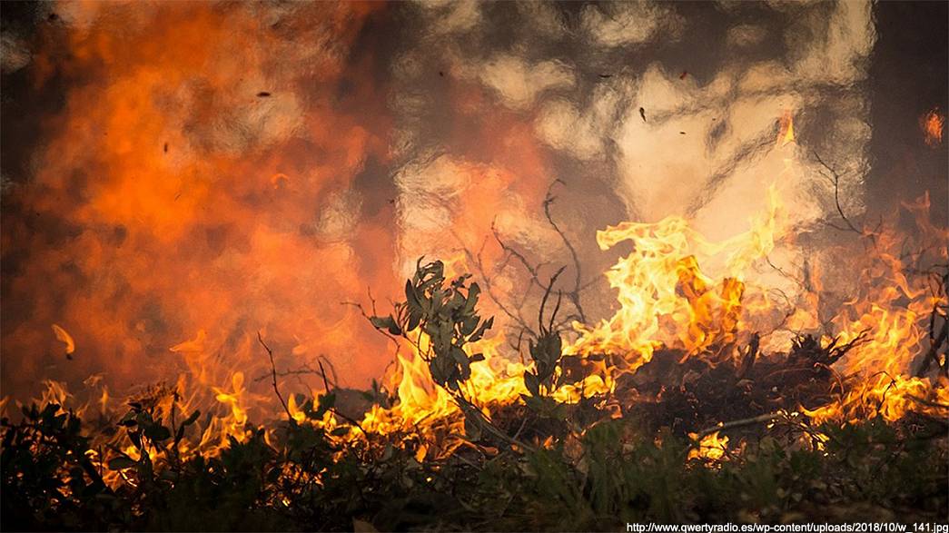 Владимирские леса горят по вине людей