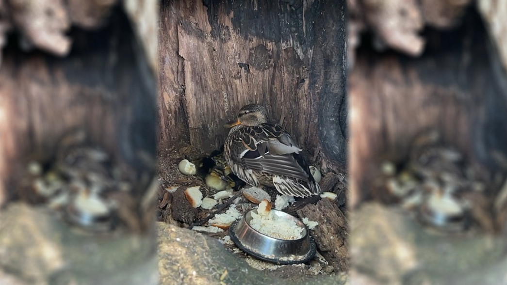 «Пушкинская кряква», отложившая яйца в дупле в центре города Владимира, покинула гнездо вместе с утятами